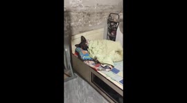 Tired sheepdog naps under blanket in China