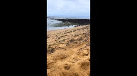 Dog joyfully bumps camera while running towards owner in Melbourne