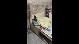 Tired sheepdog naps under blanket in China