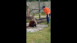 Red pandas clash at Shanghai Wild Animal Park