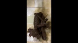 Chengdu resident restores Pink Panther stuffed toy