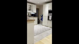 Dog Doesn't Understand Why Dinner Is Late