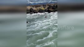 US: Surfer Rescues Fishermen Hit by Wave at Dangerous Avalon Beach