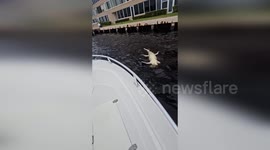 US: Decapitated Alligator Found with Shark Bite Marks in Pompano Beach, Florida