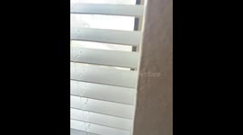 Squirrel pulls down Halloween decorations in Euless, Texas