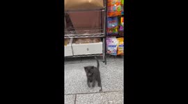 Kitten plays with hand in New York