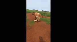 Cow nurses piglets without resistance in Paraguay