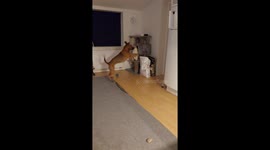 Dog trying to play with cat