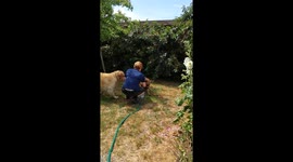 Min hund leger med vand. Hun skal trykke på legetøjet og så sprøjter vandet ud