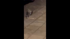 Rats brawl in Naples street