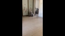 Dog appears disappointed while polishing floor in Liaoning