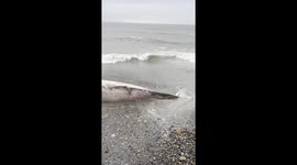 Dead Whale washed up on beach in Waterford, Ireland