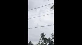 Creepy giant spiders on power lines in Java Indonesia