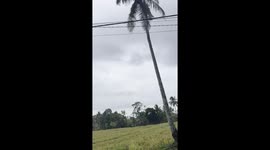 Creepy giant spiders on power lines in Java Indonesia part 2