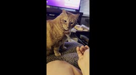 Milo the Food Critic