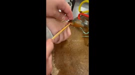 Stubborn crab refuses to let go of person's hand in China