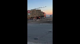 Cows chase truck carrying hay in Inner Mongolia