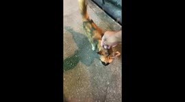 Cat in Kuala Lumpur appears to wear mask due to unique fur coloration