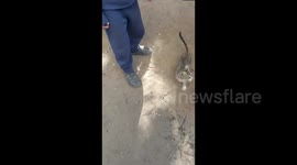 Gaza: Сhildren opening a can of food and placing it on a plate for a kitten