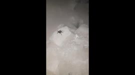 Tarantula en medio del camino