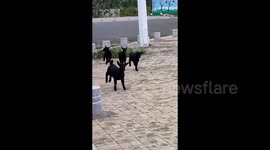 Woman imitating goats sees group of kids bound up to her