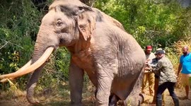 teating to huge tusker and after he get well by the docters sri lanka