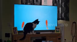 Kane the cute cat catching the fish on the television.