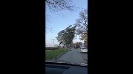 The tree leaned over from the hurricane winds