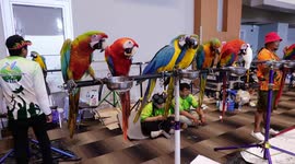 Parrots at 