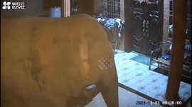 Terrifying moment wild elephant invades family's courtyard in China, forcing owner to flee indoors