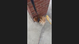 Dog performs headstand while peeing in Massena