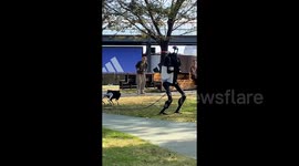 机器人遛机器狗时意外被机器狗绊倒  目前只能识别台阶识别不了狗