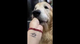 Dog refuses to give up debit card in Delhi