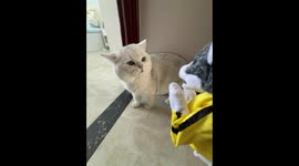 Person plays with cat using puppet in Beijing