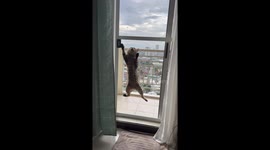 Cunning cat opens balcony door to climb back into apartment
