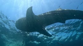 Whale Sharks (Rhincodon typus; 10 m and 8 m) and Remoras (Echeneidae; 0.3-0.9 m). Teluk Saleh, Sumbawa, Indonesia, 08/06/24.