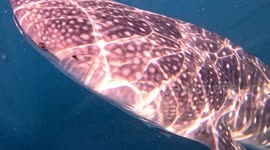 Whale Sharks (Rhincodon typus; 10 m and 8 m) and Remoras (Echeneidae; 0.3-0.9 m). Teluk Saleh, Sumbawa, Indonesia, 08/06/24.