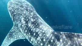 Whale Sharks (Rhincodon typus; 10 m and 8 m) and Remoras (Echeneidae; 0.3-0.9 m). Teluk Saleh, Sumbawa, Indonesia, 08/06/24.