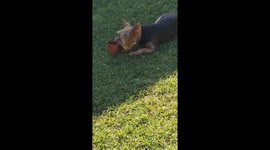 Yorkie assists with gardening