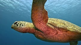 Green Sea Turtle (Chelonia mydas; 1.3 m) swimming. Siaba Besar, Komodo National Park, Indonesia. 08/13/24.