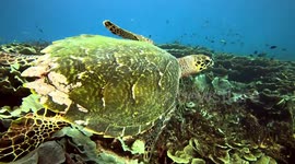 Hawksbill Sea Turtle swimming (Eretmochelys imbricata; critically endangered, 1.2 m). Karang Makassar, Komodo National Park, Indonesia, 08/09/24