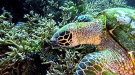Hawksbill Sea Turtle searching for, and eating, sponges (Eretmochelys imbricata; critically endangered, 1 m). Batupengah, Komodo National Park, Indonesia, 08/09/24.