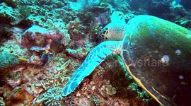 Hawksbill Sea Turtle searching for, and eating, sponges (Eretmochelys imbricata; critically endangered, 1 m). Batupengah, Komodo National Park, Indonesia, 08/09/24.