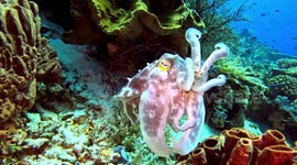 Broadclub Cuttlefish swimming (Sepia latimanus; 1 m). Tatawa Besar, Komodo National Park, Indonesia, 08/09/24. Note rapid changes in skin color and texture.