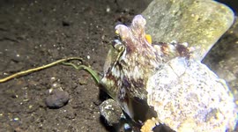 Coconut Octopus, with egg mass (strings of white beads), constructing shelter from stones (Amphioctopus marginatus; 15 cm). Pulau Sangeang, Indonesia, 08/06/24.