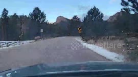 US: Elk Herd Brings Colorado Traffic to a Standstill in Stunning Wildlife Video