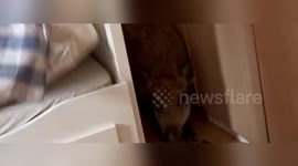China: Injured Wild Boar Charges Into Child’s Bedroom, Rescued by Beijing Firefighters