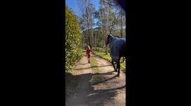 Wombat around the corner! A little girl leading a big horse get a surprise when they are walking back to the paddock.
