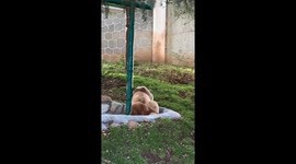 Playful panda in China ends up with green-painted neck