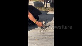 Chipmunk becomes viral star in China after series of friendly encounters with tourists